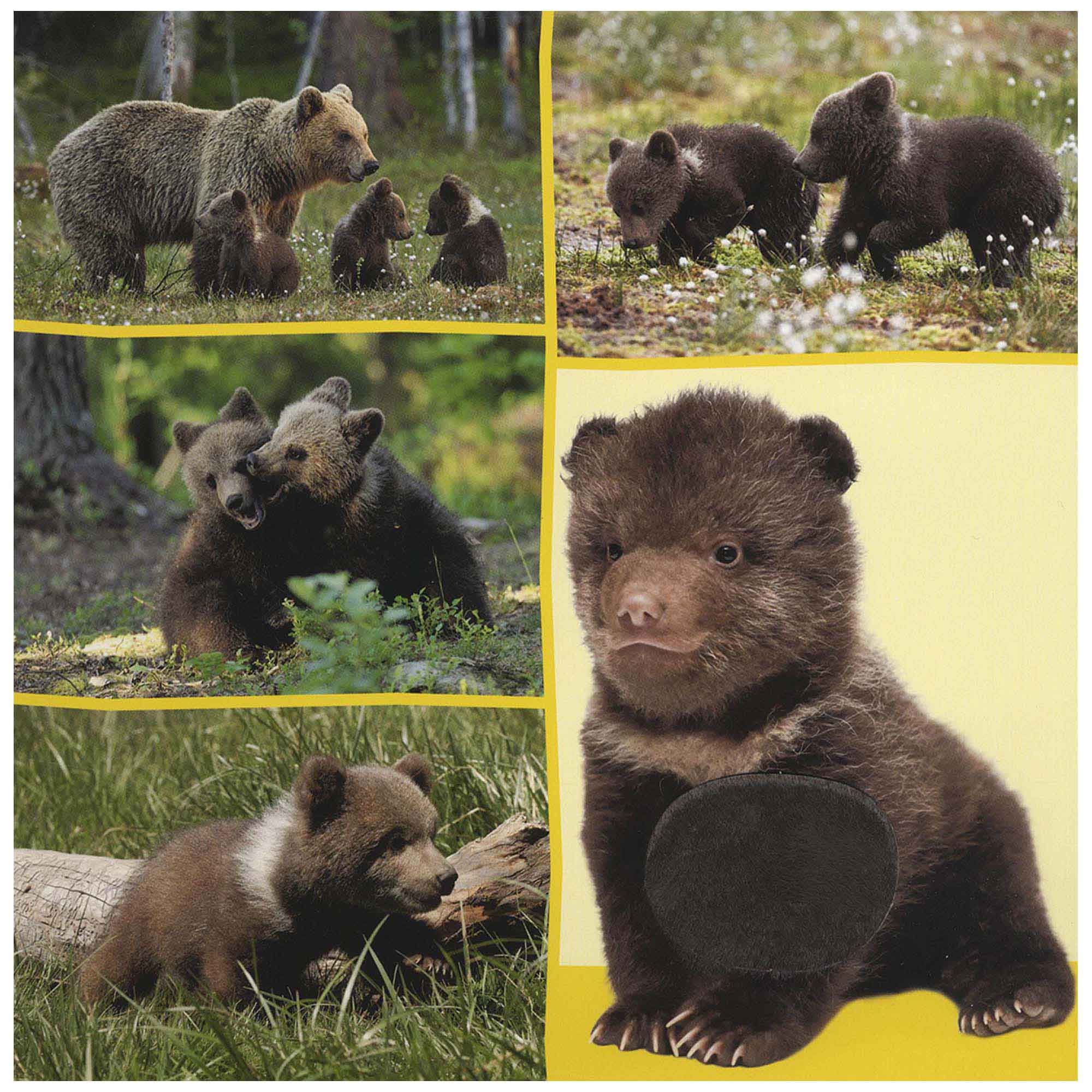 Welk dier hoor ik hier? – Babydieren