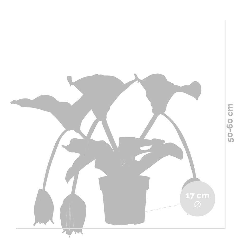 Medinilla magnefica – fleur en spray – plante d'intérieur – facile d'entretien – ⌀17 cm - ↕50-60 cm