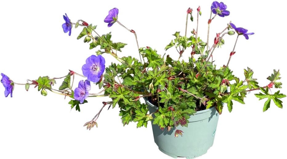Ooievaarsbek (Geranium sanguineum 'Rozanne') D 17 H 25 cm