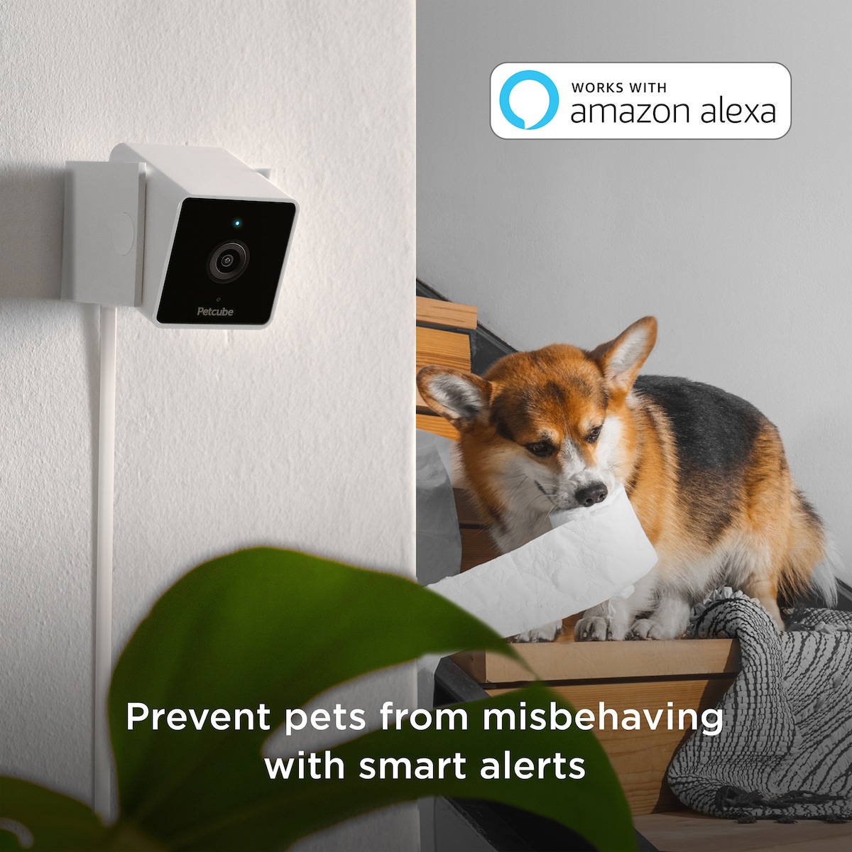 Petcube Cam