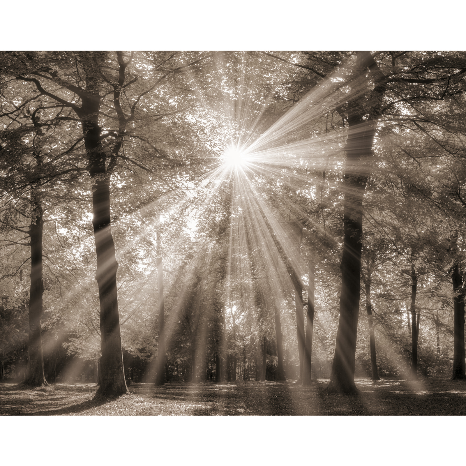 Keilrahmenbild WALD - 118x78 cm