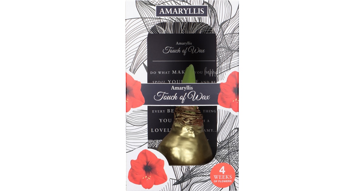 Amaryllis Wachs no water