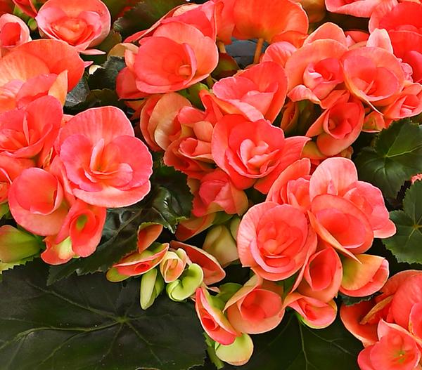 Elatior-Begonie - Begonia elatior, Busch,