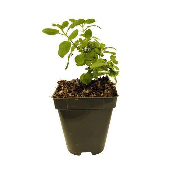 Sauge de Graham : godet Ø9cm vert