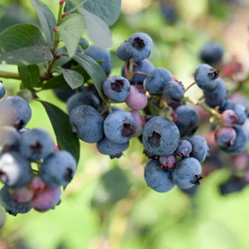 Vaccinium corymbosum 'Polaris' Hageblåbær 'Polaris' Ø17 cm