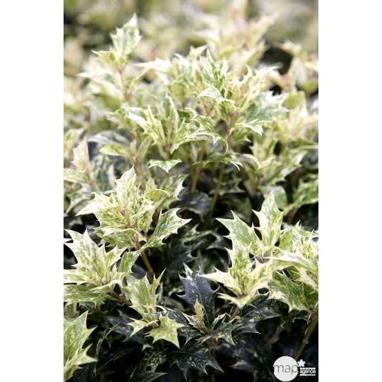 Osmanthus heterophyllus 'Goshiki' (='Tricolor') : touffe ctr 4,5L