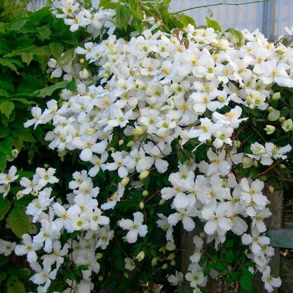 Clématite 'spooneri' - clematis montana 3l