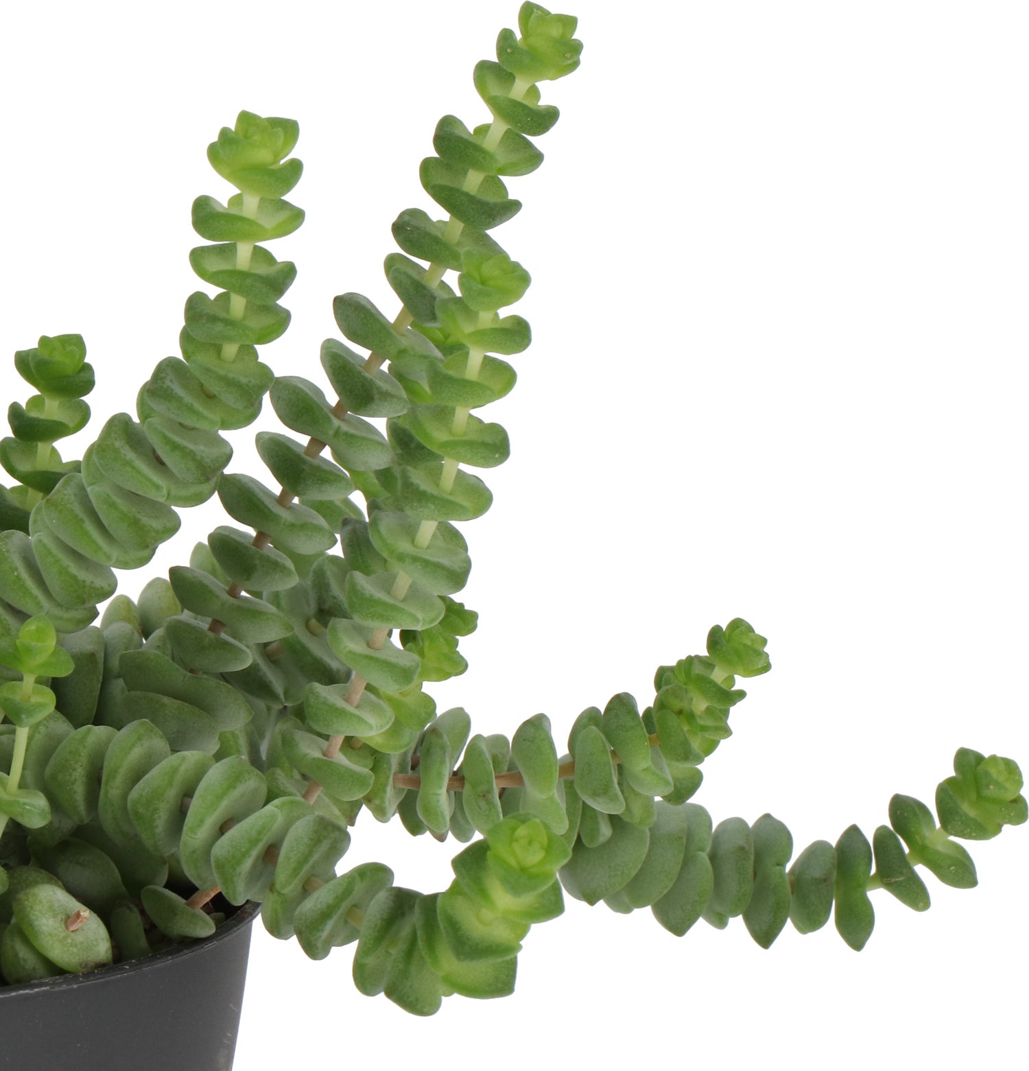 Crassula (Crassula 'Hottentot') D 11 H 15 cm