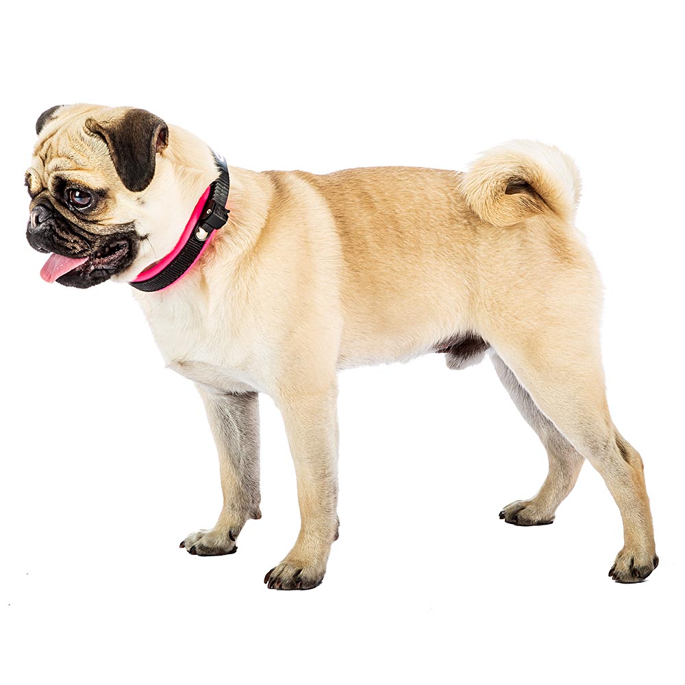 Collier ergonomique pour chiens ergofluo c15/33 avec rembourrage et fermeture à micro-régulation