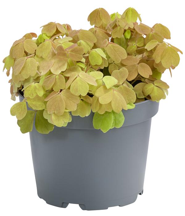 Sauerklee - Oxalis vulcanicola 'Sunset velvet'