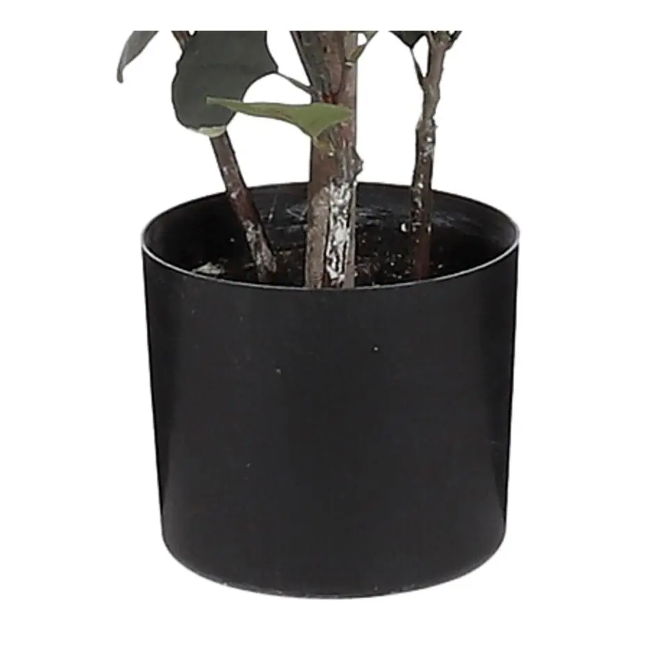 Mica Decorations Eucalyptus Kunstplant - H150 x Ø30 cm - Groen