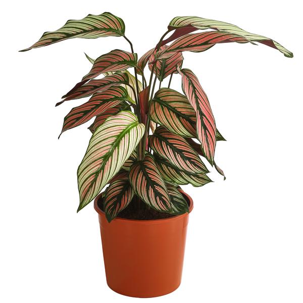 Korbmarante - Calathea 'Whitestar'