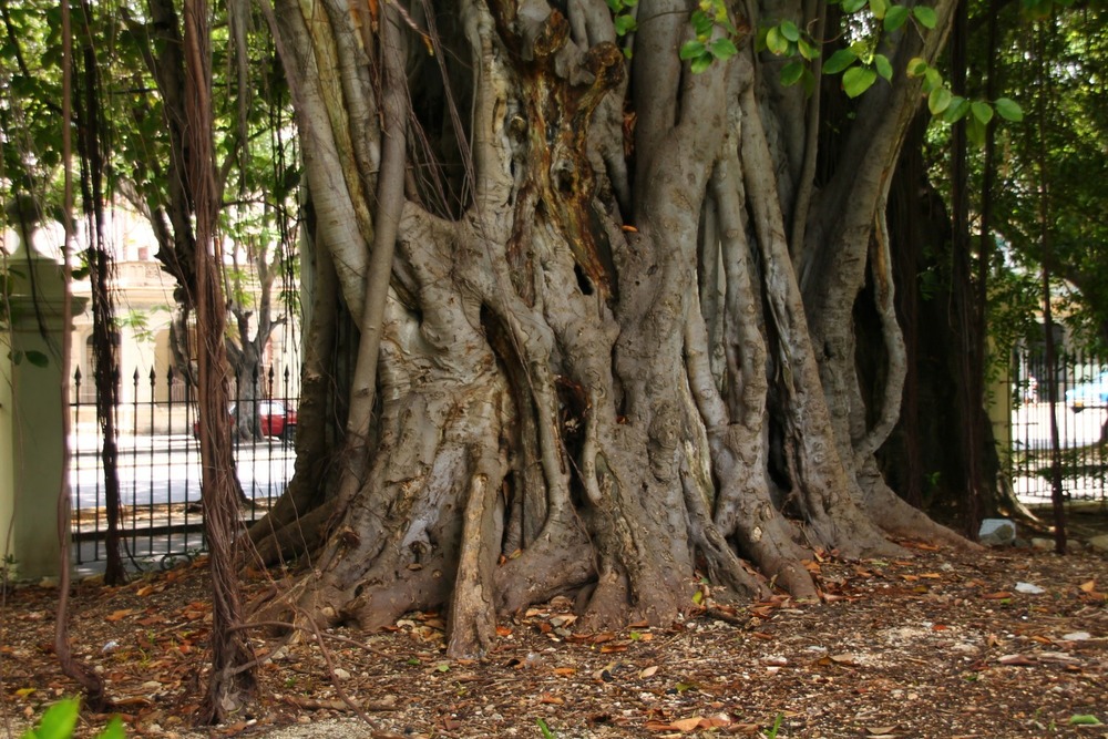 Figuier des banians - 20 graines - avec substrat - ficus benghalensis