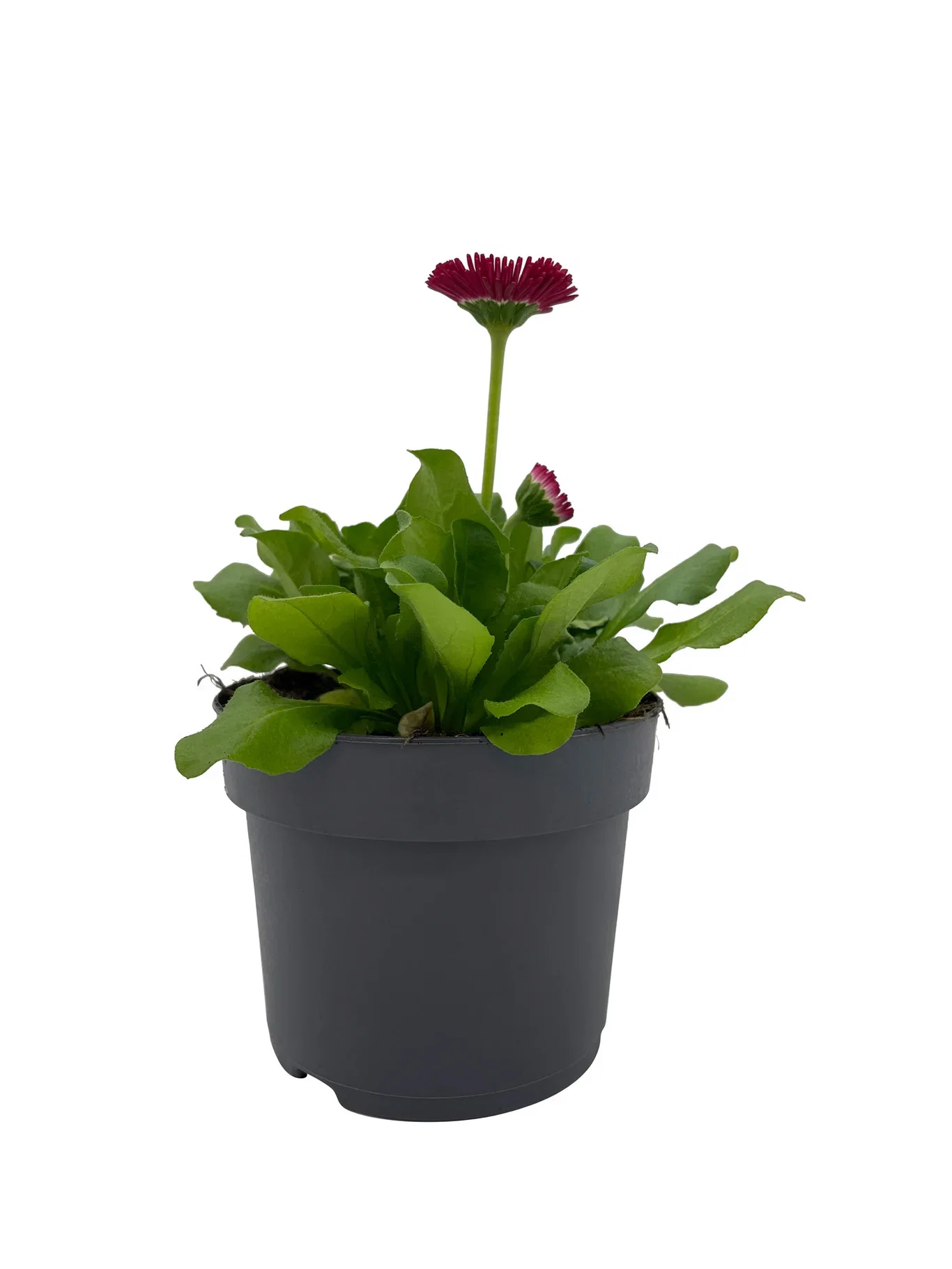 Bellis edible ECO 10,5 cm Tusenfryd Ø10,5 cm