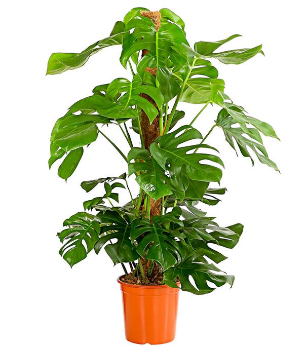 Fensterblatt - Monstera deliciosa am Moosstab