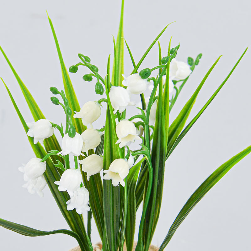 Muguet en pot