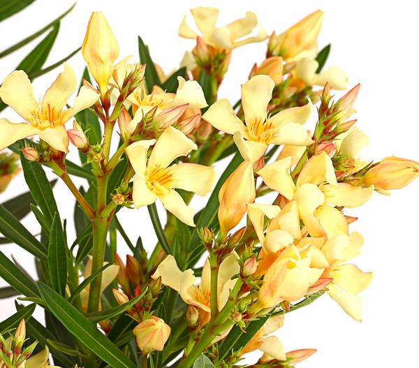 Oleander, Stämmchen, verschiedene Farben