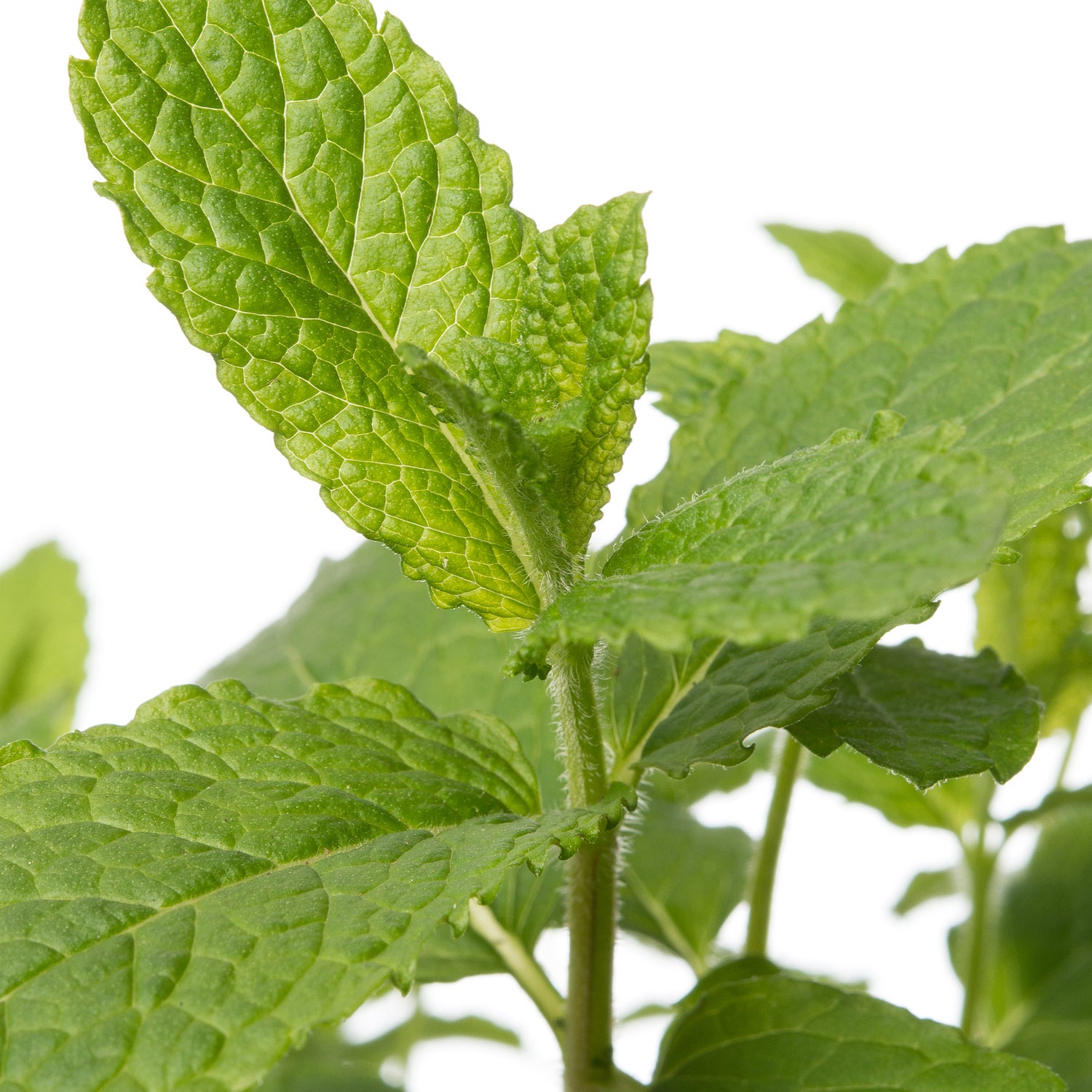 Biologische munt (Mentha spicata 'Maroccan') D 12 H 15 cm
