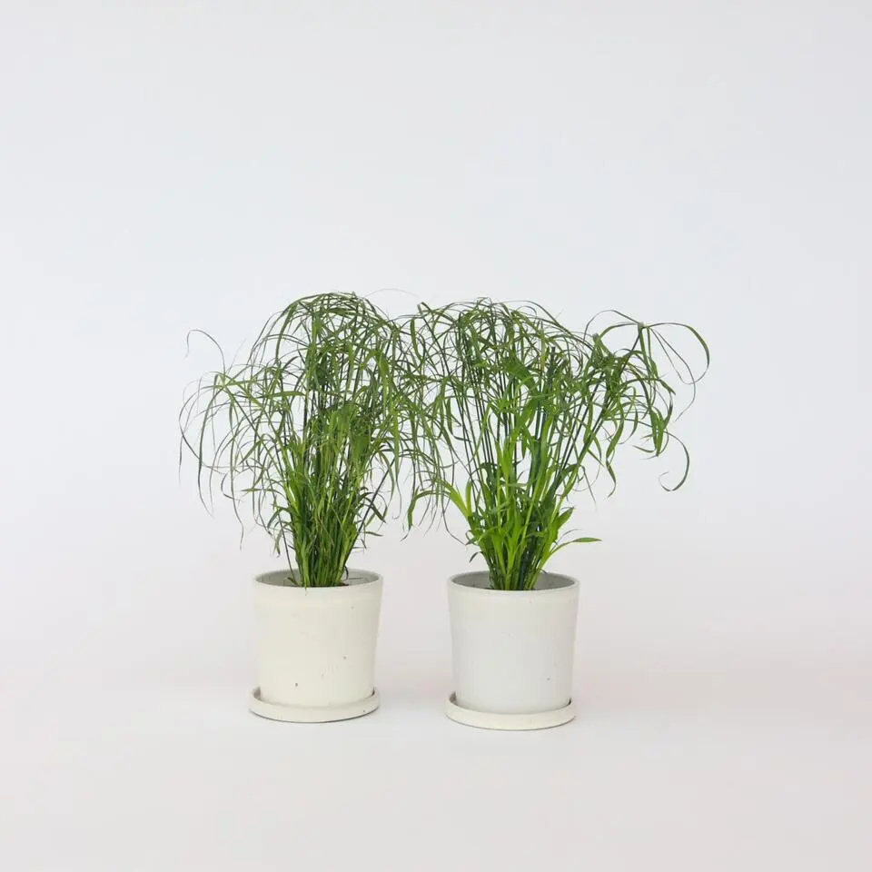 Parapluplant - Set van 2 - Cyperus alternifolius - Hoogte 40-50cm - ⌀14cm