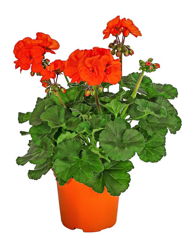 Stehende Geranie, orange