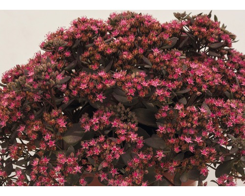Vaste planten in diverse soorten FloraSelf H 35-45 cm Co 5 L