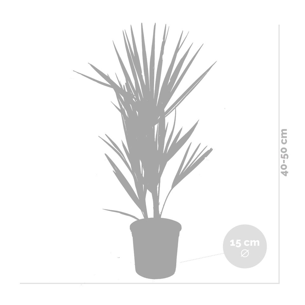 2x chamaerops humilis - palmier nain européen - palmier d'extérieur - rustique – ⌀15 cm - ↕40-50 cm