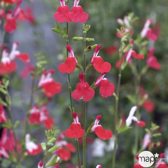 Salvia microphylla 'Hot Lips' : C.7L