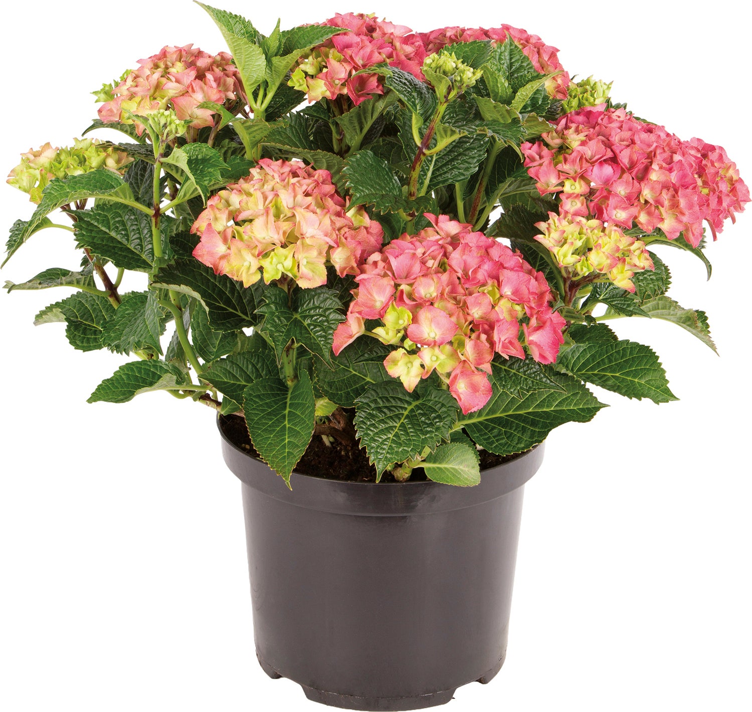 Hortensia (Hydrangea macrophylla) roze D 17 H 30 cm