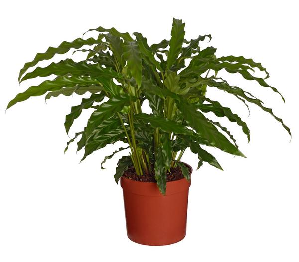 Korbmarante - Calathea 'Bluegrass'