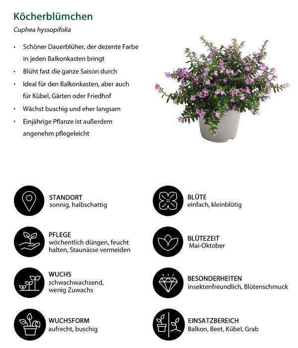 Beet- & Balkonpflanzen-Set Bienentankstelle,
