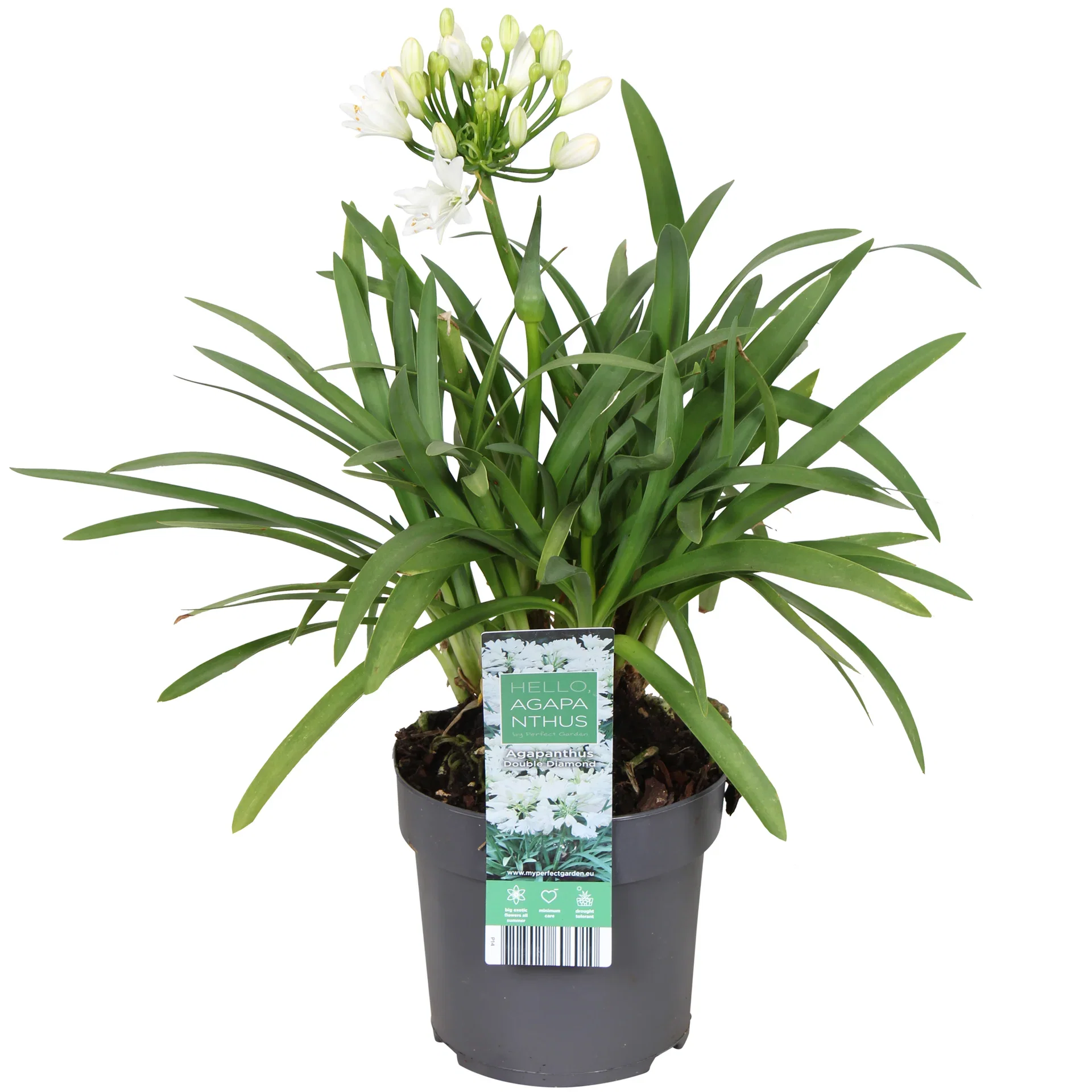 Agapanthus 'Pixie White' Afrikas blå lilje 'Pixie White' Ø14 cm