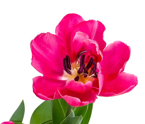 Tulpe 'Sunset Tropical'