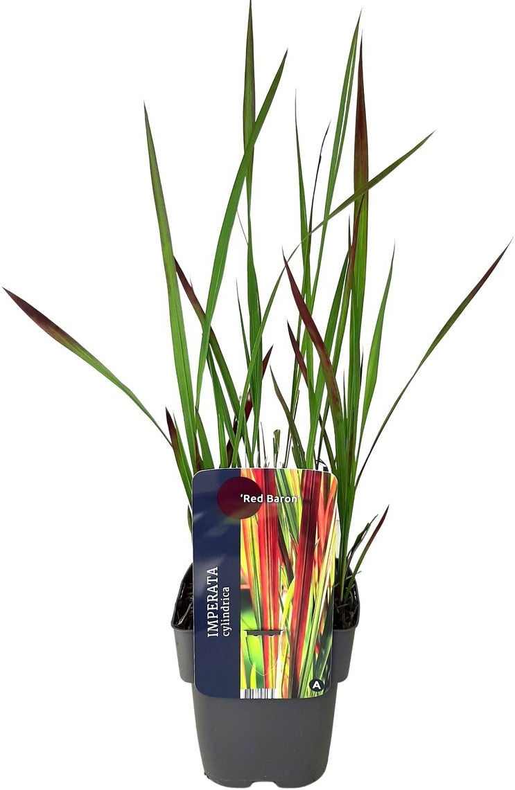 Japans Bloedgras (Imperata cylindrica 'Red Baron') D 17 H 10 cm