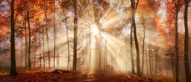 Bönninghoff Leinwandbild »Herbst« Wald 1 Stk. tlg. BxH: 140x60 cm