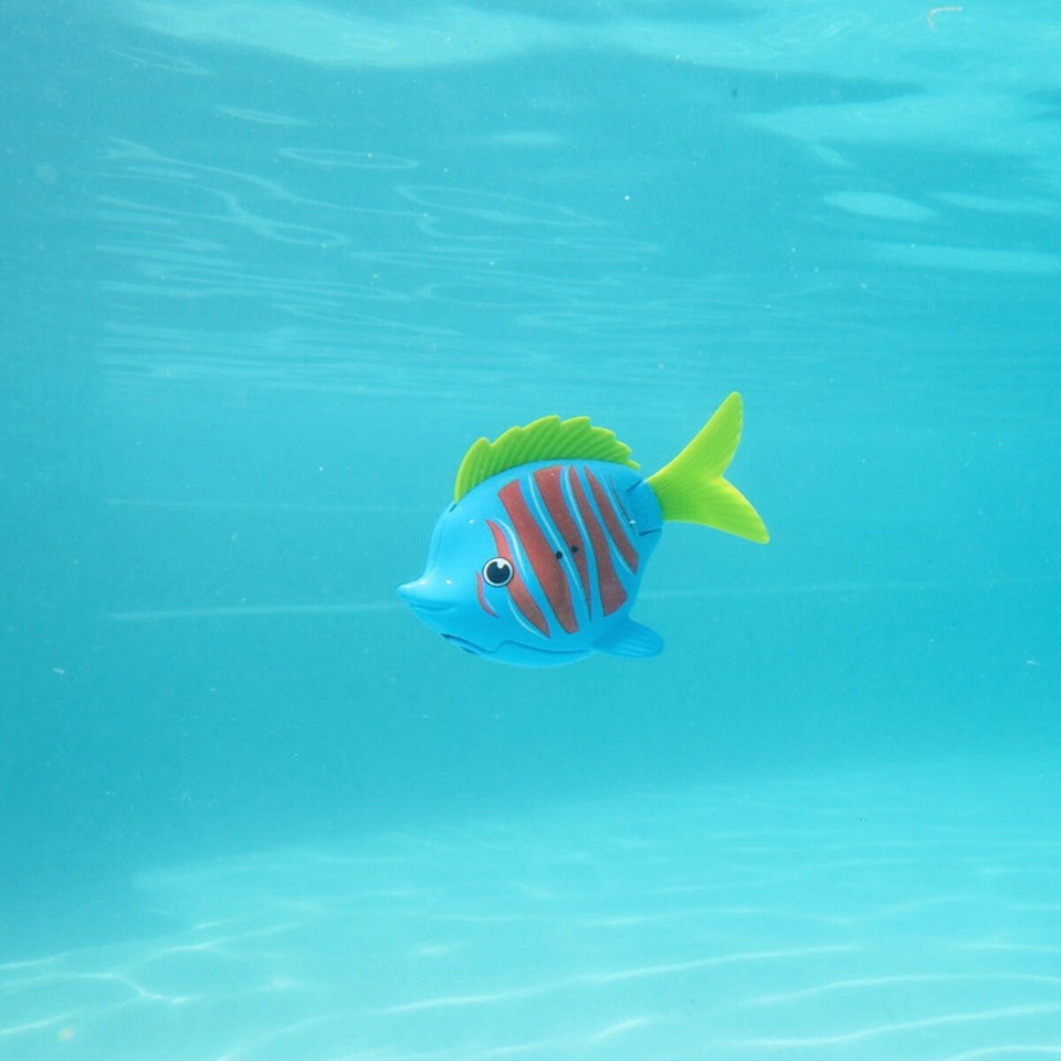 Swims - Rainbow Reef Fish Betafisk - (6072503)