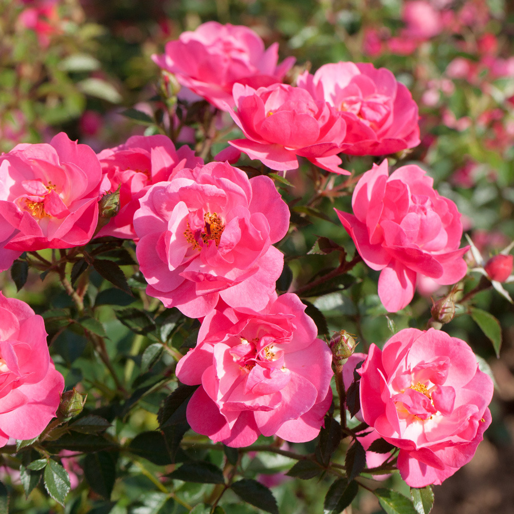 Rosier jolie provence ® meilegase rosier en racines nues