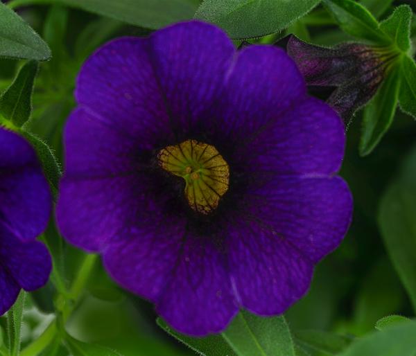 Minihängepetunie, verschiedene Farben