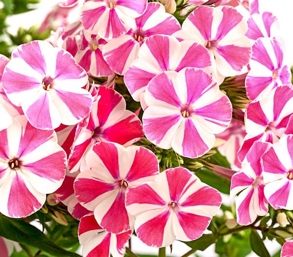 Stauden-Phlox, verschiedene Sorten