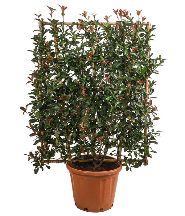 Purpur-Glanzmispel 'Robusta Compacta', ca.