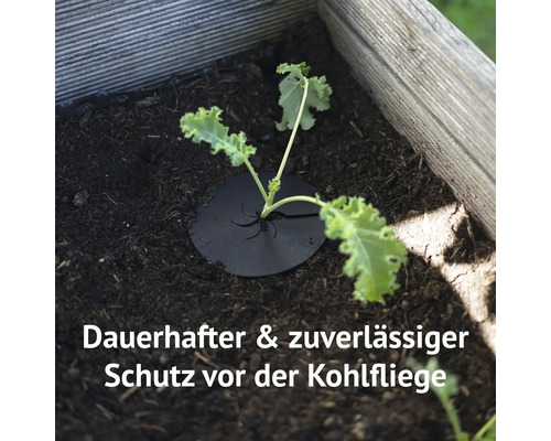 Koolkragen, mijn oogstkoolplantenbeschermkragen, geïmpregneerd karton geschikt voor biologische landbouw, ca. 12 cm, 25 stuks.