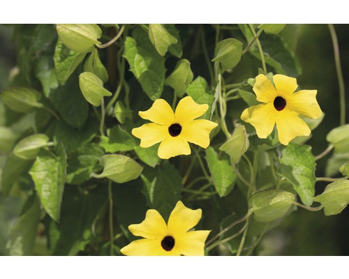 Gele Rudbeckia Pyramid FloraSelf Thunbergia alata Totale hoogte ca. 90 cm Ø 19 cm pot