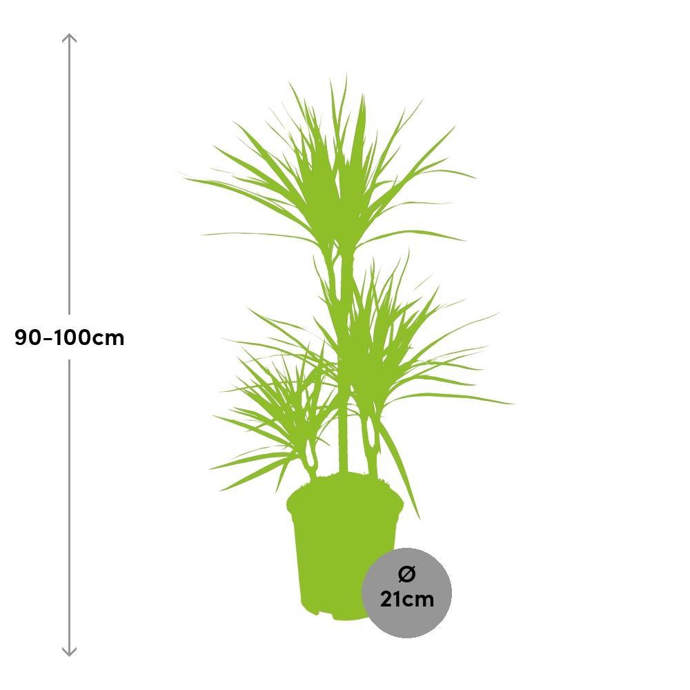 Plante d'intérieur - dracaena magenta 95.0cm