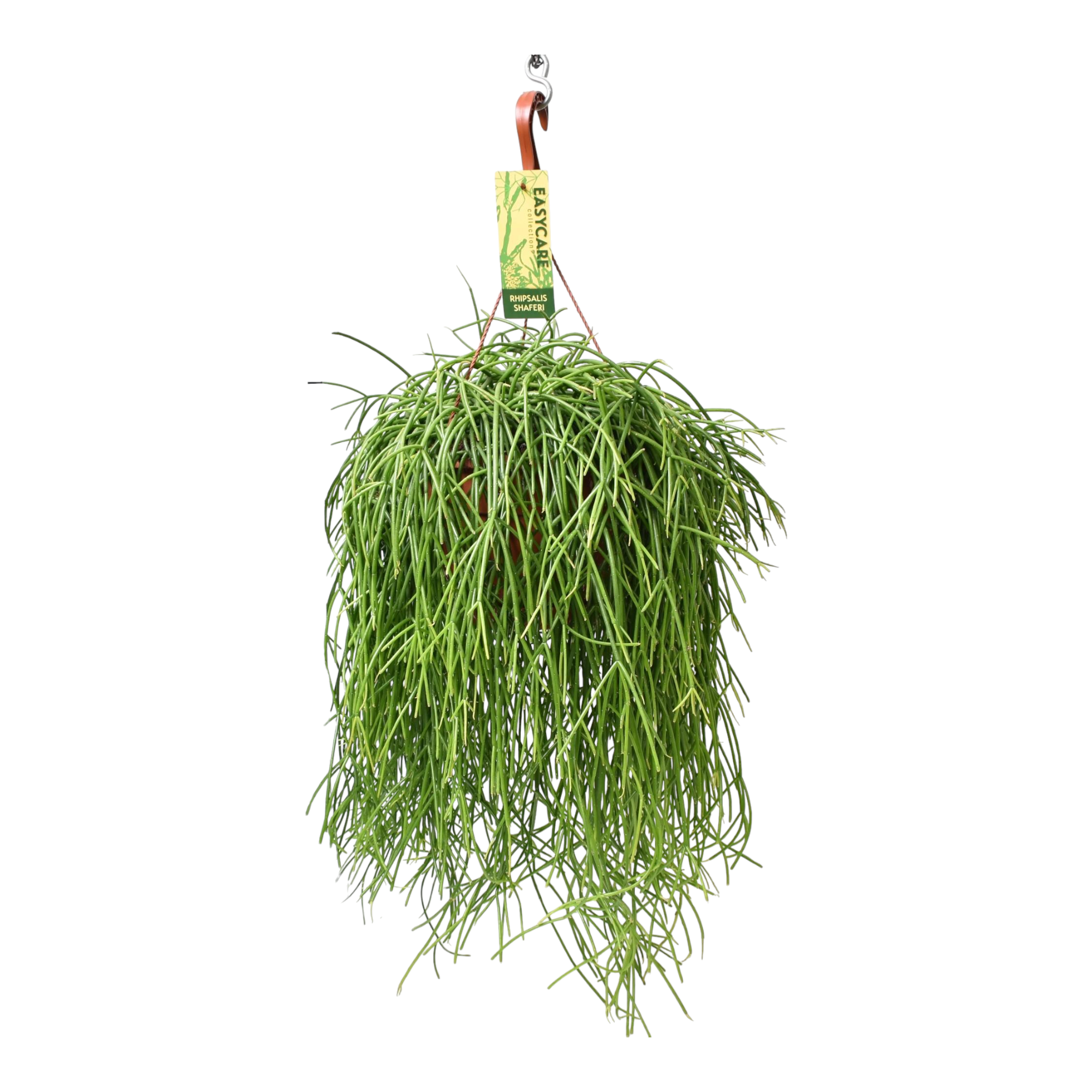 Plante d'intérieur - rhipsalis baccifera shaferi 60.0cm