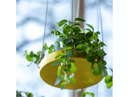 Support à plantes rond à suspendre doré Diamètre de 14 cm