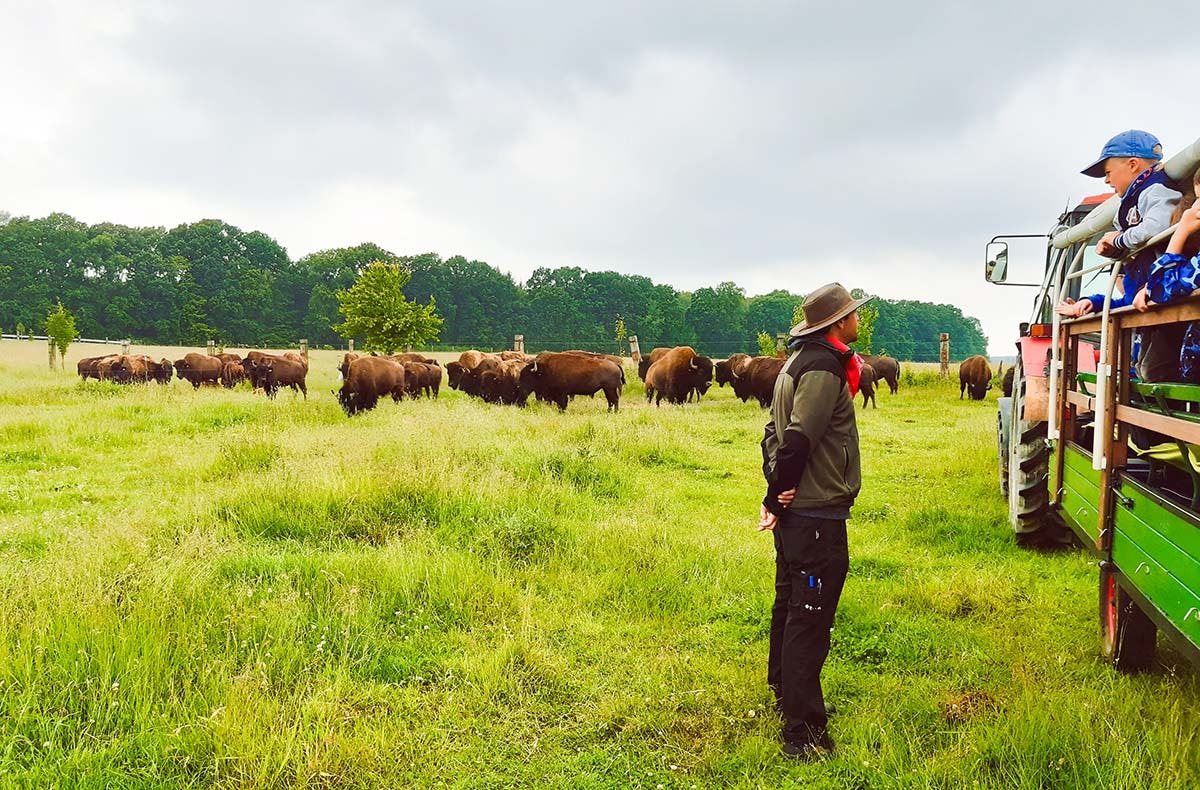 Bison Erlebnistag Wermsdorf