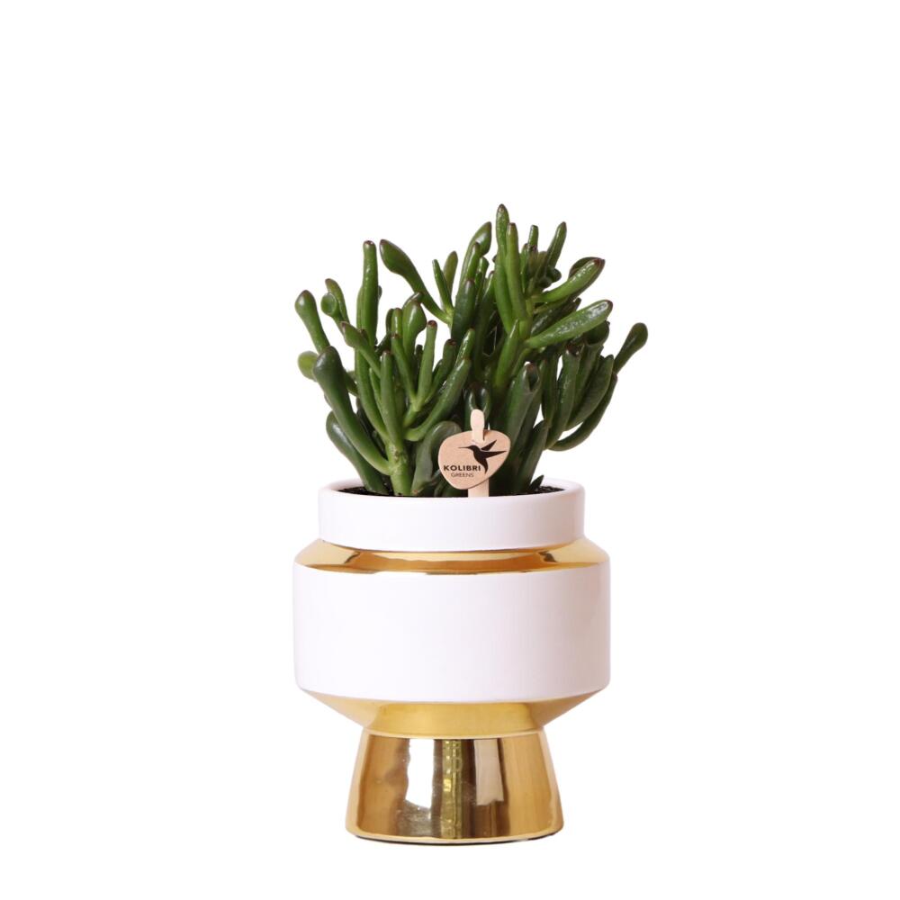 Kolibri greens - plante verte - succulente crassula hobbit en pot le chic doré - taille du pot 9cm - plante d'intérieur verte