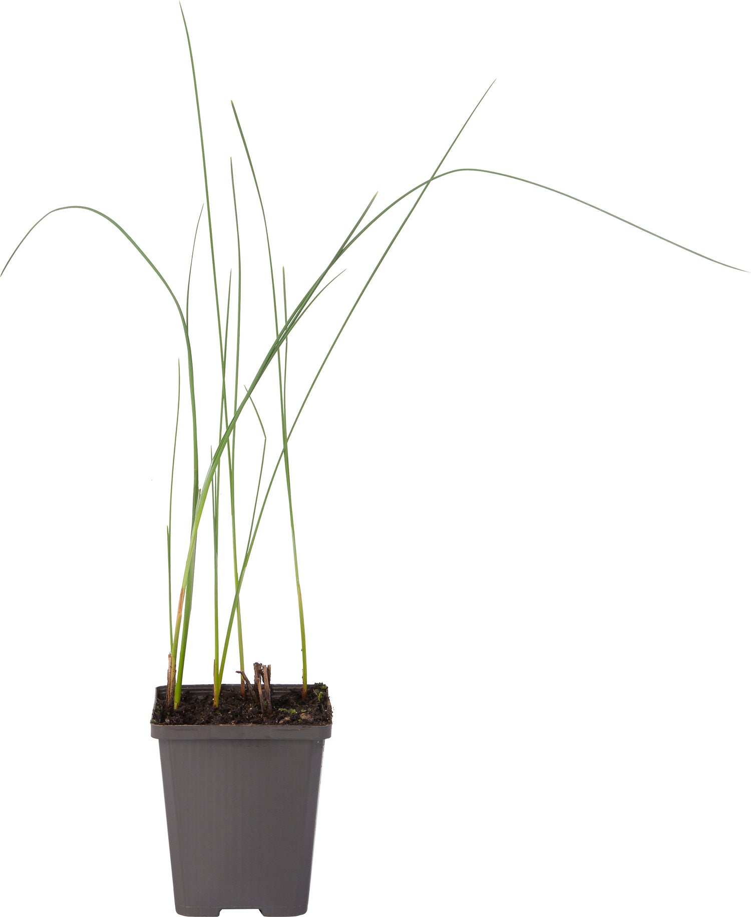 Dwerglisdodde (Typha minima) D 9 H 20 cm