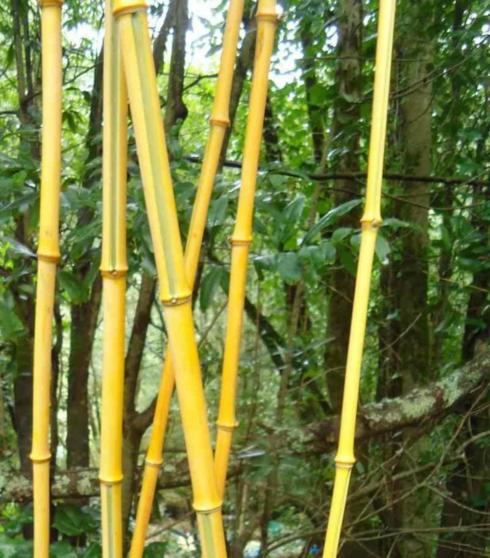 Phyllostachys aureosulcata taille pot de 2 litres - 30/50 cm
