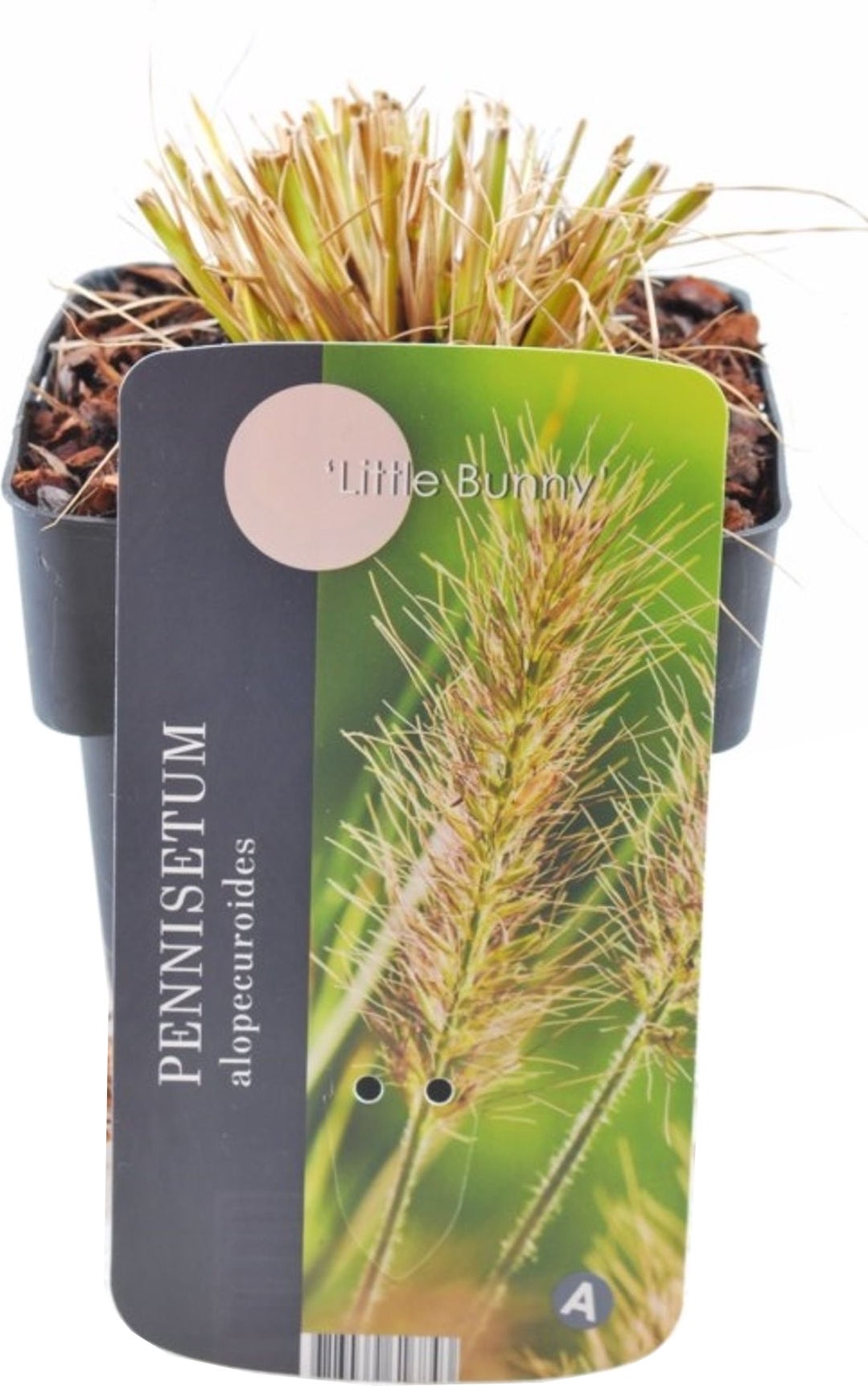 Lampenpoetsersgras (Pennisetum alopecuroides 'Little Bunny') D 17 H 10 cm
