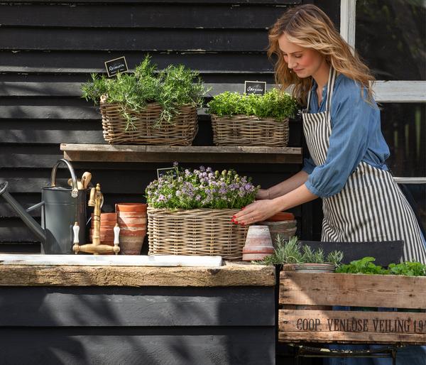 Dehner Gourmet Garten Hänge-Rosmarin